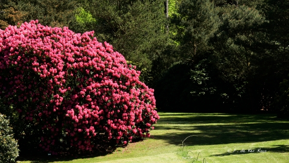 Bois des Moutiers (174) Mai 2012